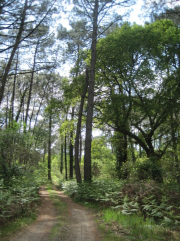 Forêt usagère