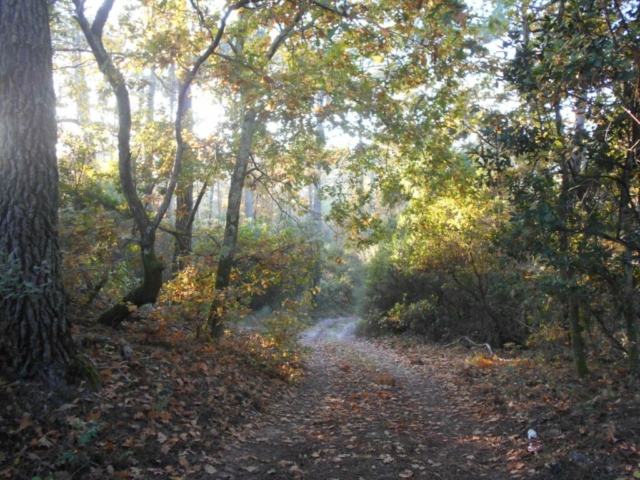 Forêt Usagère